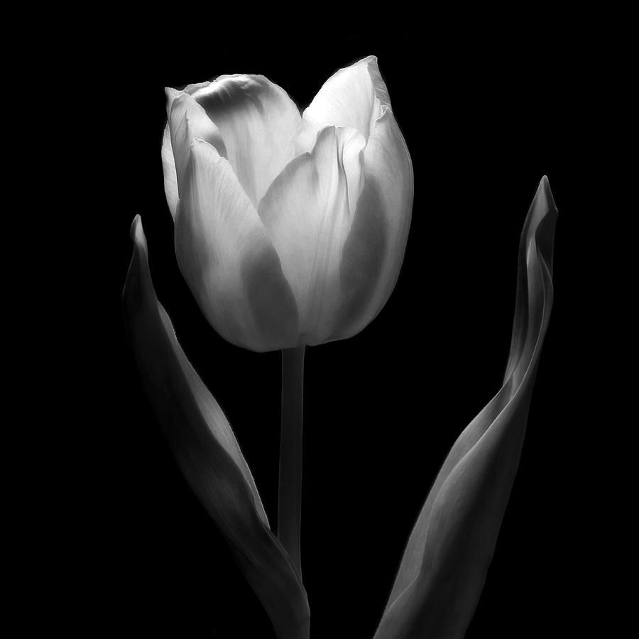 Plano Tulipa